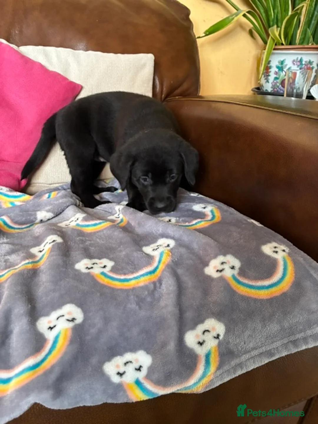 Labrador Retriever dogs for sale: Top quality pedigree lab puppies - Advert 2