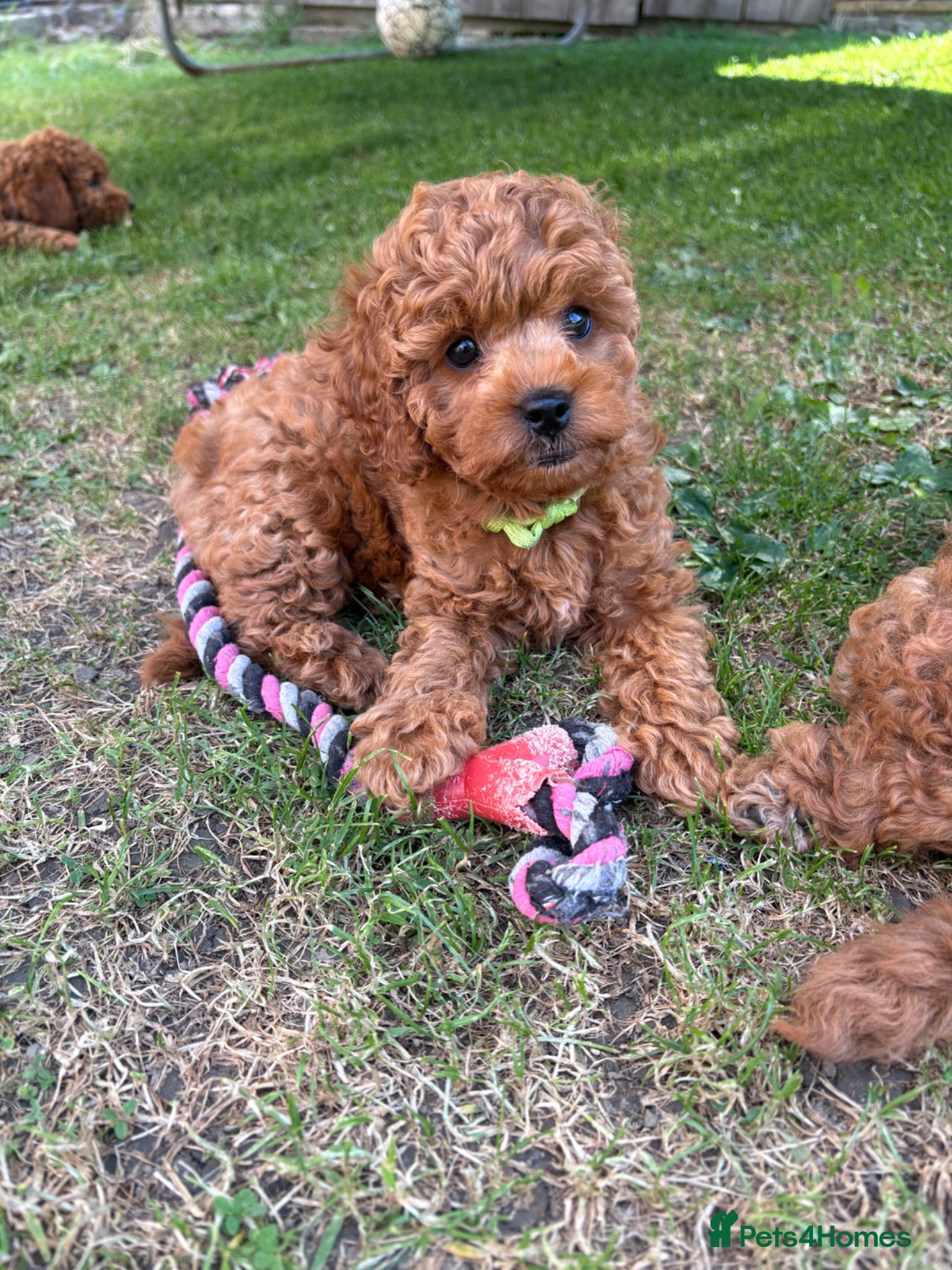 Cockapoo dogs Beautiful Cockapoo puppies, both parents DNAtested - Advert 6
