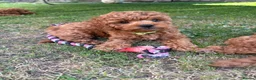 Cockapoo dogs for sale: Last girl available, ready for her forever home! - Advert 2