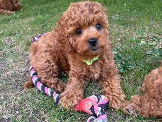 Cockapoo dogs Beautiful Cockapoo puppies, both parents DNAtested - Advert 6