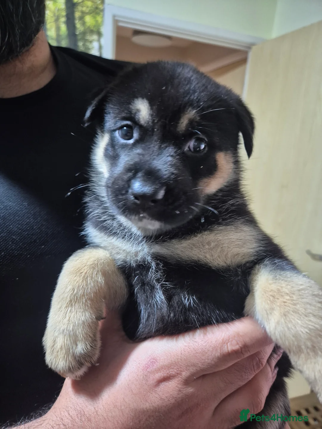 Mixed Breed dogs for sale: READY NOW! Stunning litter of puppies!! - Advert 25