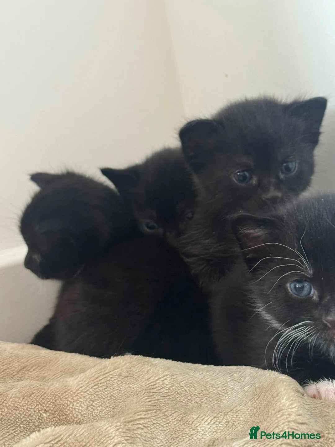 Mixed Breed cats for sale: Ready to leave kittens  in Bishop's Stortford - Advert 2