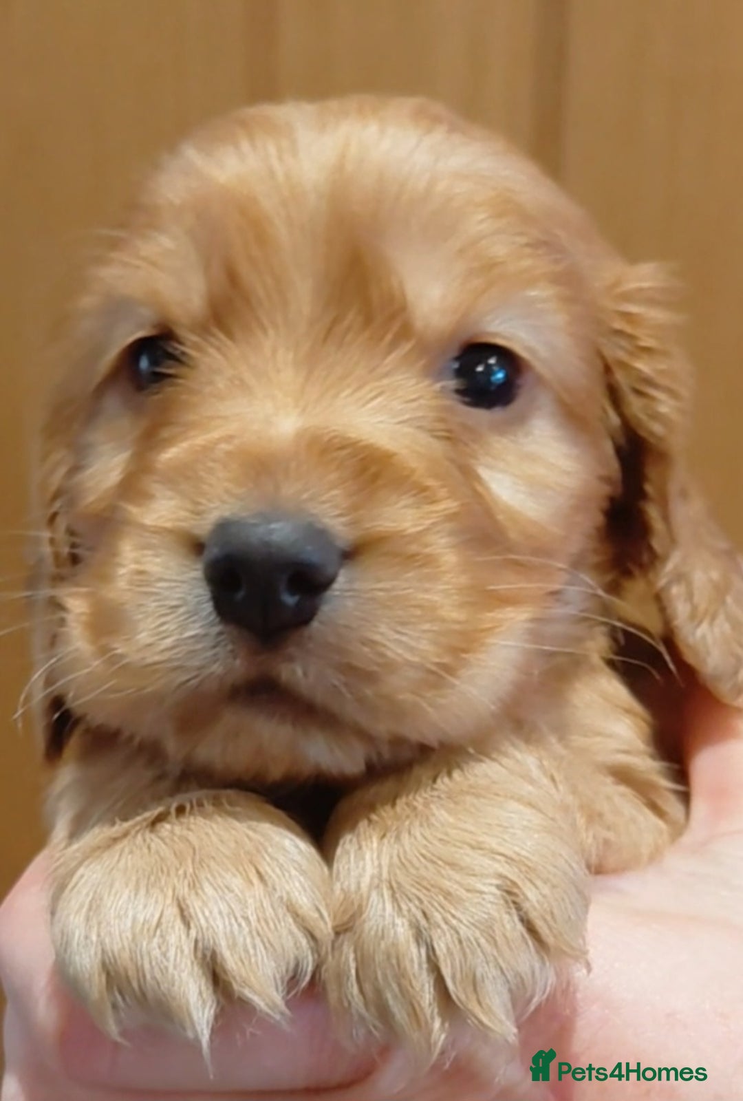 Cocker Spaniel dogs for sale: KC Golden Show Spaniels - Advert 24