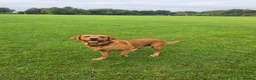 Labrador Retriever dogs for stud: Bruce - Advert 5