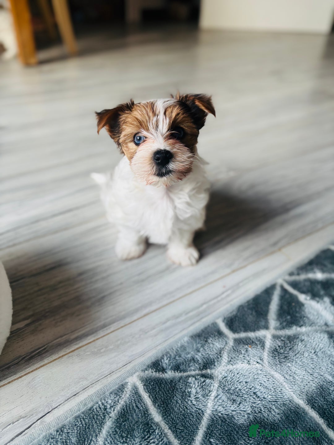 Yorkshire Terrier dogs for sale: ❤️Beautiful blue eyed Yorkshire terrier puppies❤️ - Advert 31