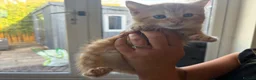 British Shorthair cats for sale: Beautiful ginger striped kittens in Polegate - Advert 4