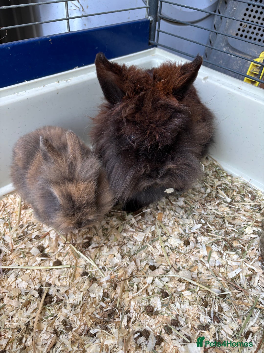 Lionhead rabbits for sale: Two Gorgeous Boy Lionhead Rabbits For Sale - Image 3