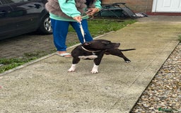 Staffordshire Bull Terrier dogs for stud: Django for stud - Image 6