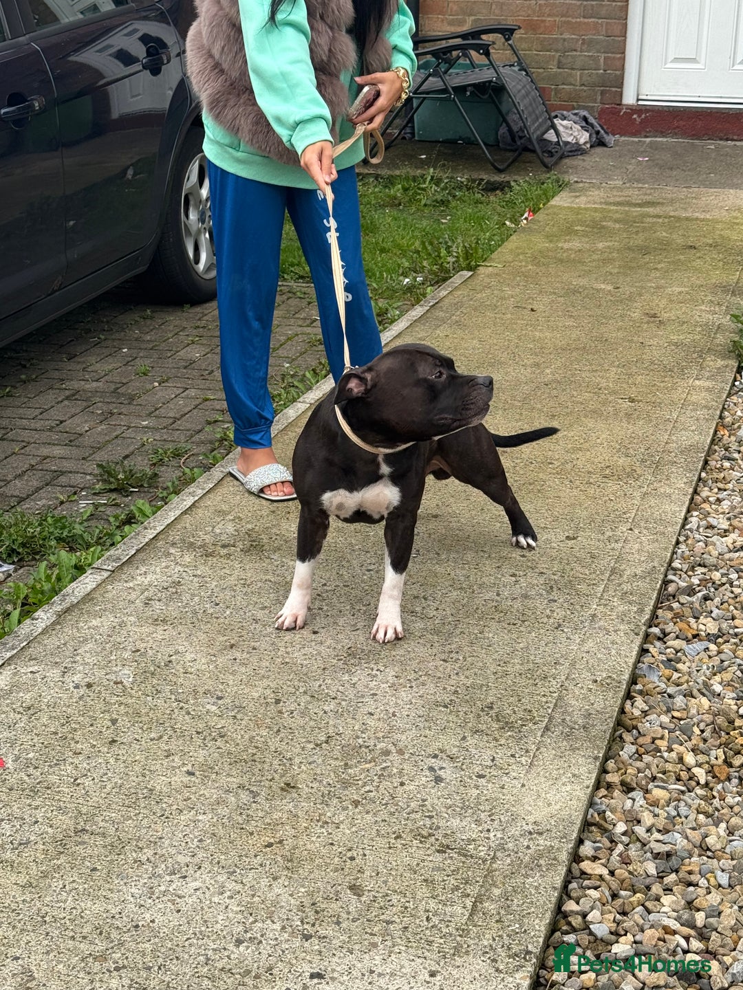 Staffordshire Bull Terrier dogs for stud: Django for stud - Image 6