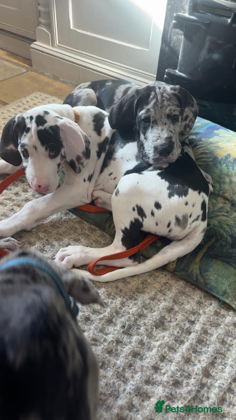 Great Dane dogs Great Dane puppies for sale  - Advert 1