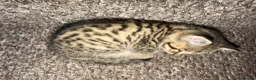 British Shorthair cats for sale: British short hair kittens - Advert 2