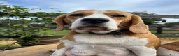 Beagle dogs for sale: STUNNING LITTER OF KC REG CHAMPION LINE BEAGLES  - Advert 5
