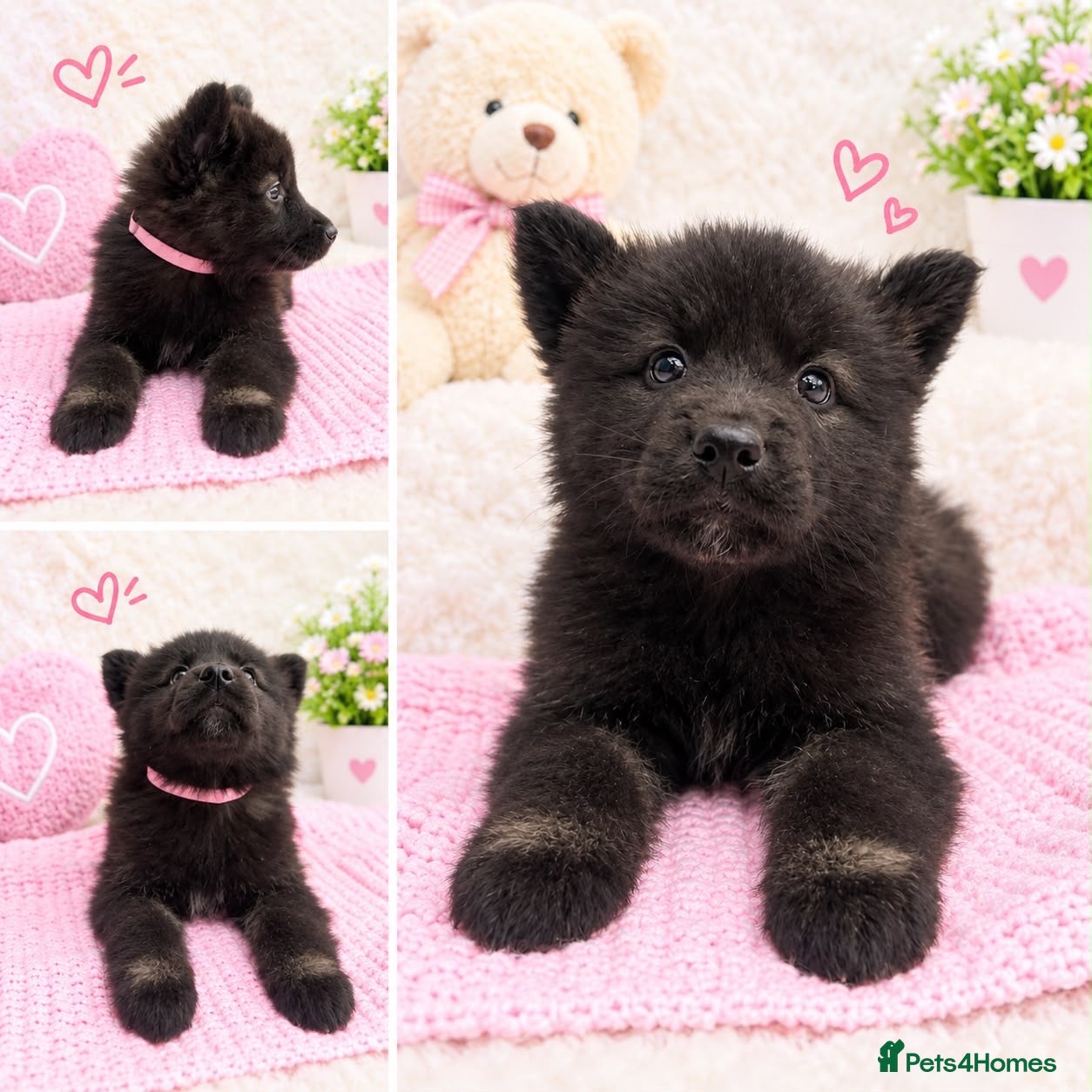 Akita dogs for sale: AKITA PUPPYS BOYS/GIRLS  - Advert 2