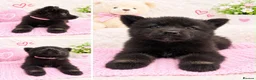 Akita dogs for sale: AKITA PUPPYS BOYS/GIRLS  - Advert 6