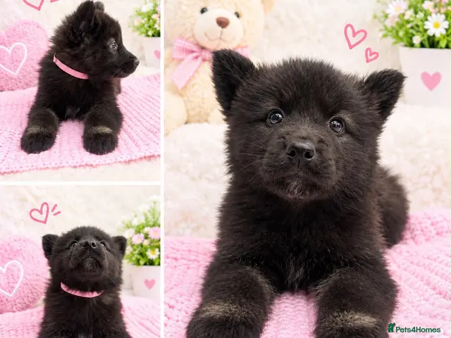 Akita dogs for sale: AKITA PUPPYS BOYS/GIRLS - Advert 2