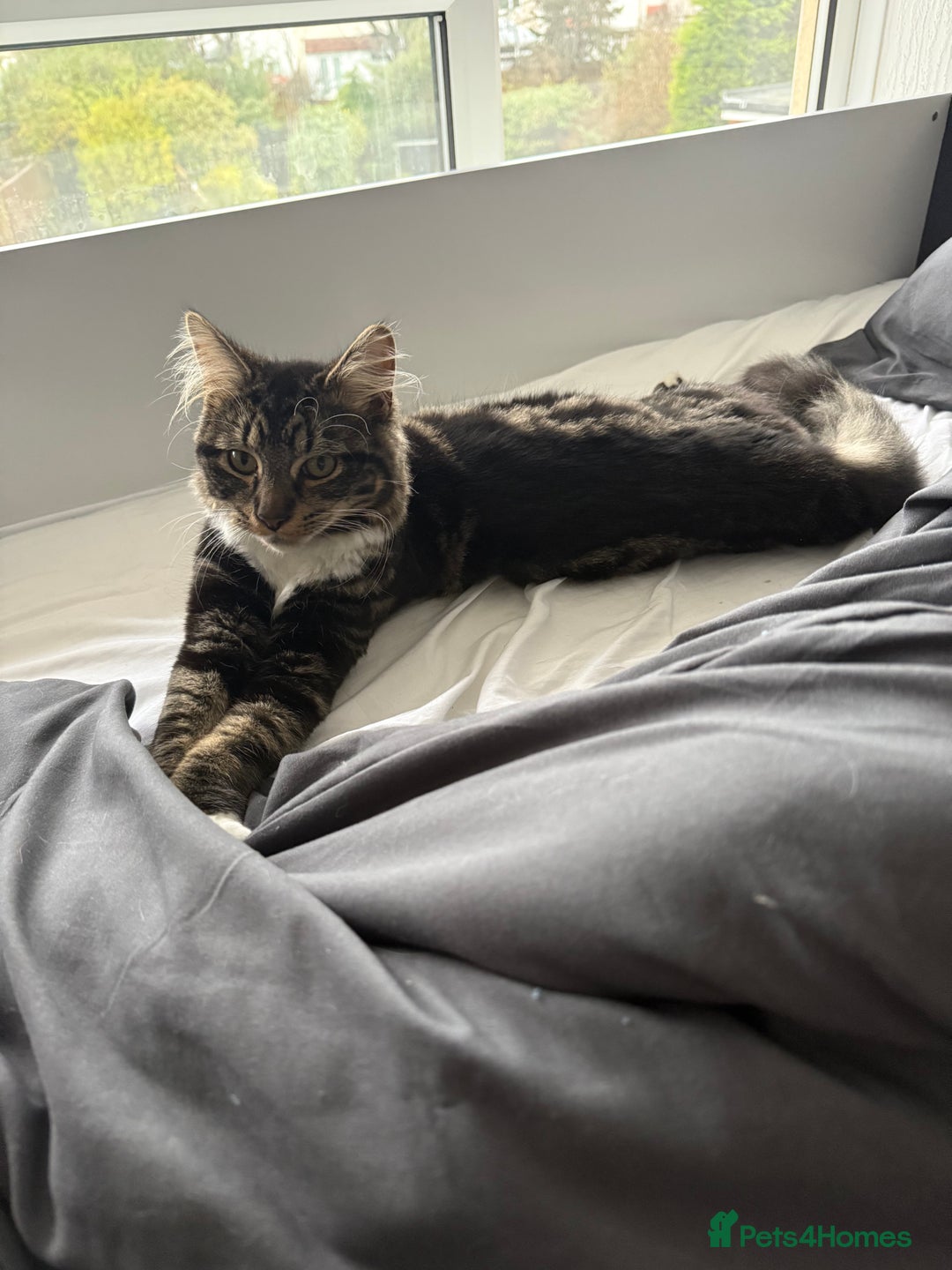 Mixed Breed cats for sale: Oliver & Oscar  - Advert 4