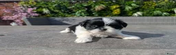 Shih Tzu dogs for sale: Adorable Imperial Puppies Ready for Loving Homes! in Bolton - Advert 13