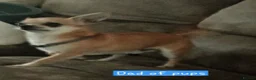 Chiweenie dogs for sale: Minature Daschund and Chihuahua Mix - Advert 16
