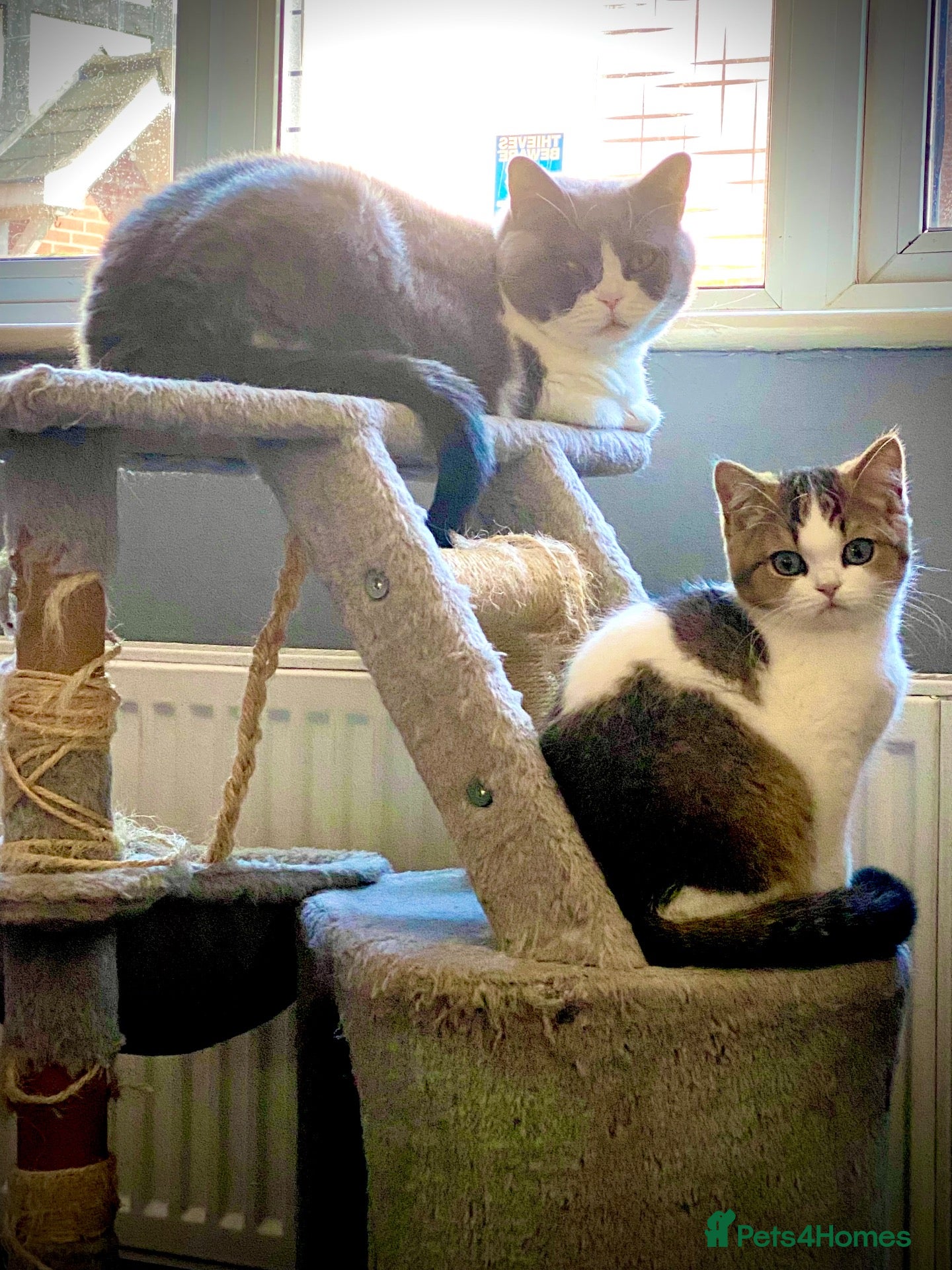 British Shorthair cats for sale: British short hair - Advert 4