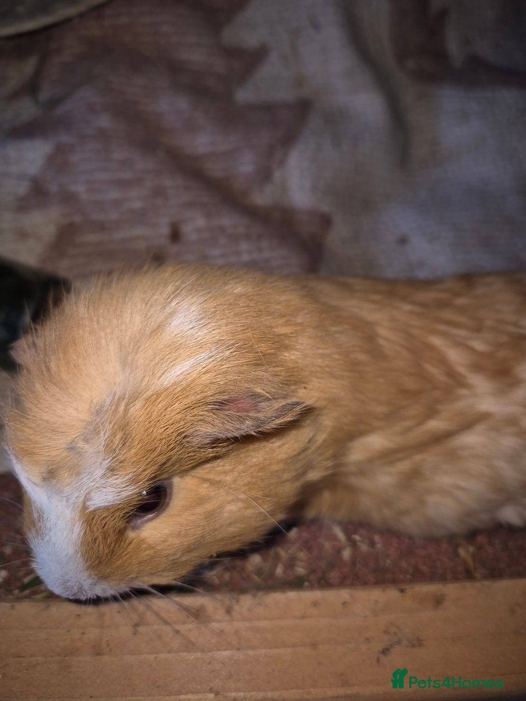 Guinea Pig rodents for sale: Male guinea pigs for sale to a good homes. - Advert 2