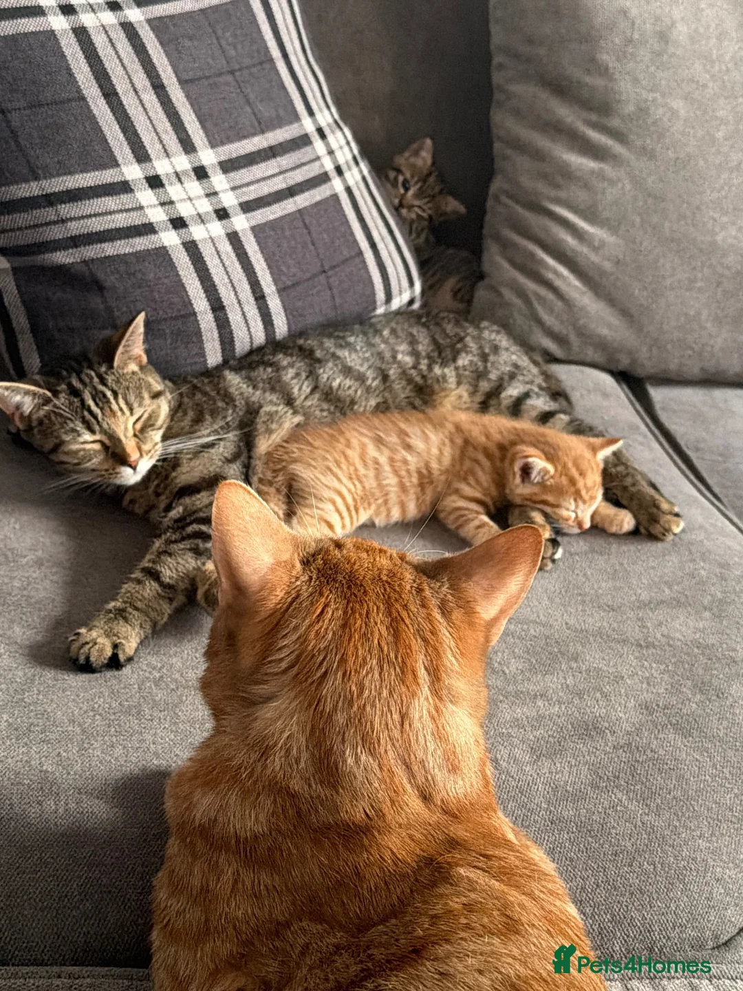 Mixed Breed cats for sale: 2 beautiful male kittens (Ready to leave 15/08) - Advert 17