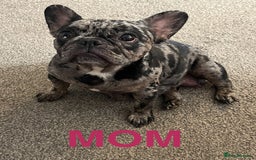 French Bulldog dogs for sale: 5 beautiful French bulldogs for sale - Image 11