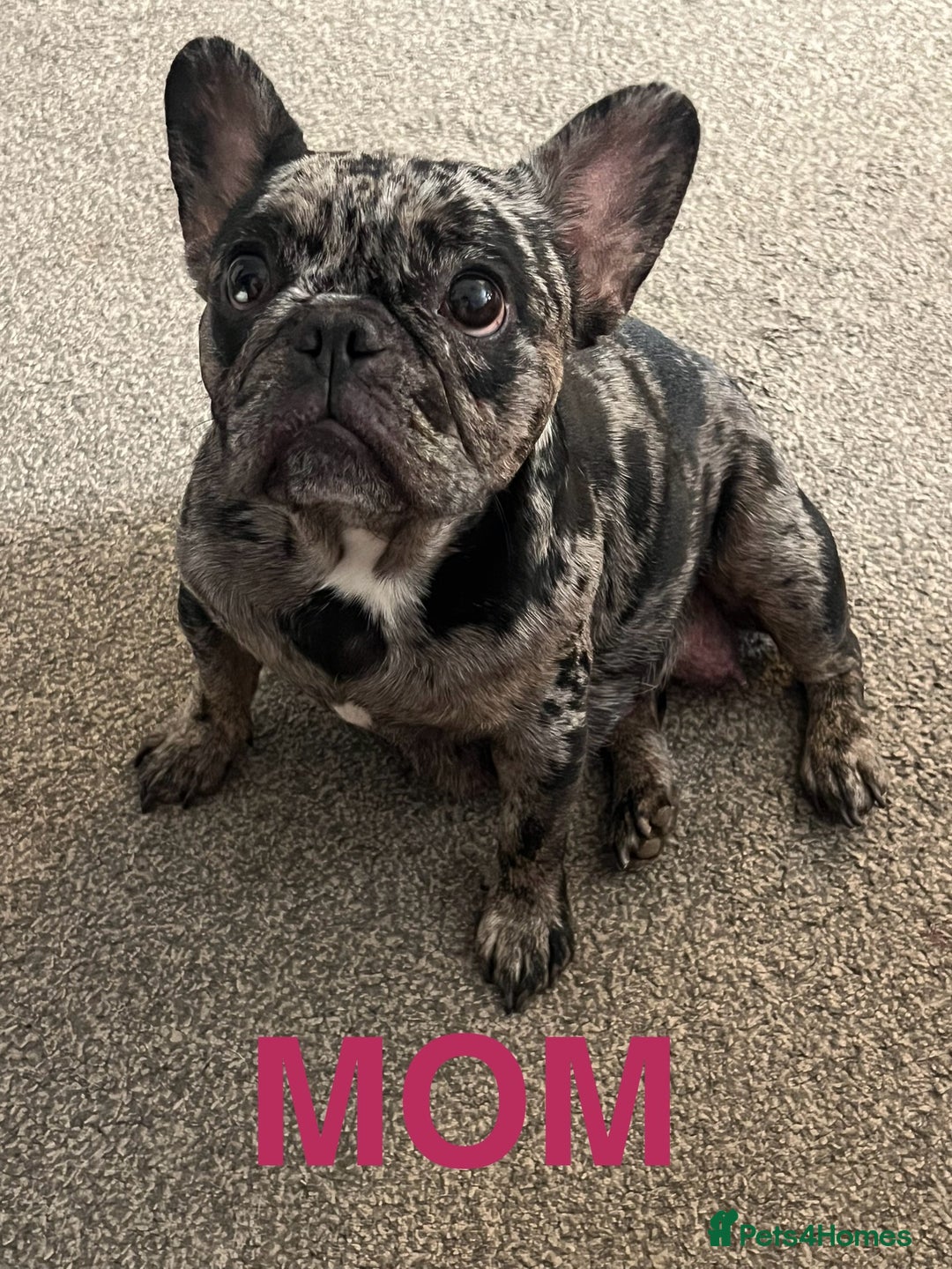 French Bulldog dogs for sale: 5 beautiful French bulldogs for sale - Image 11