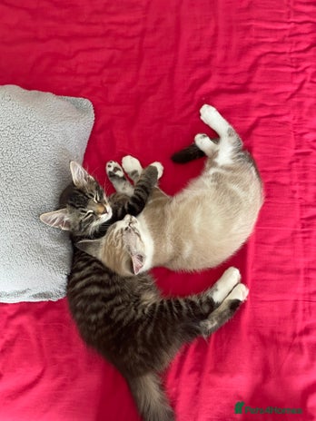 Siamese cats - Advert 10