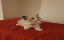 Ragdoll cats for sale: Ragdoll kittens  - Image 2