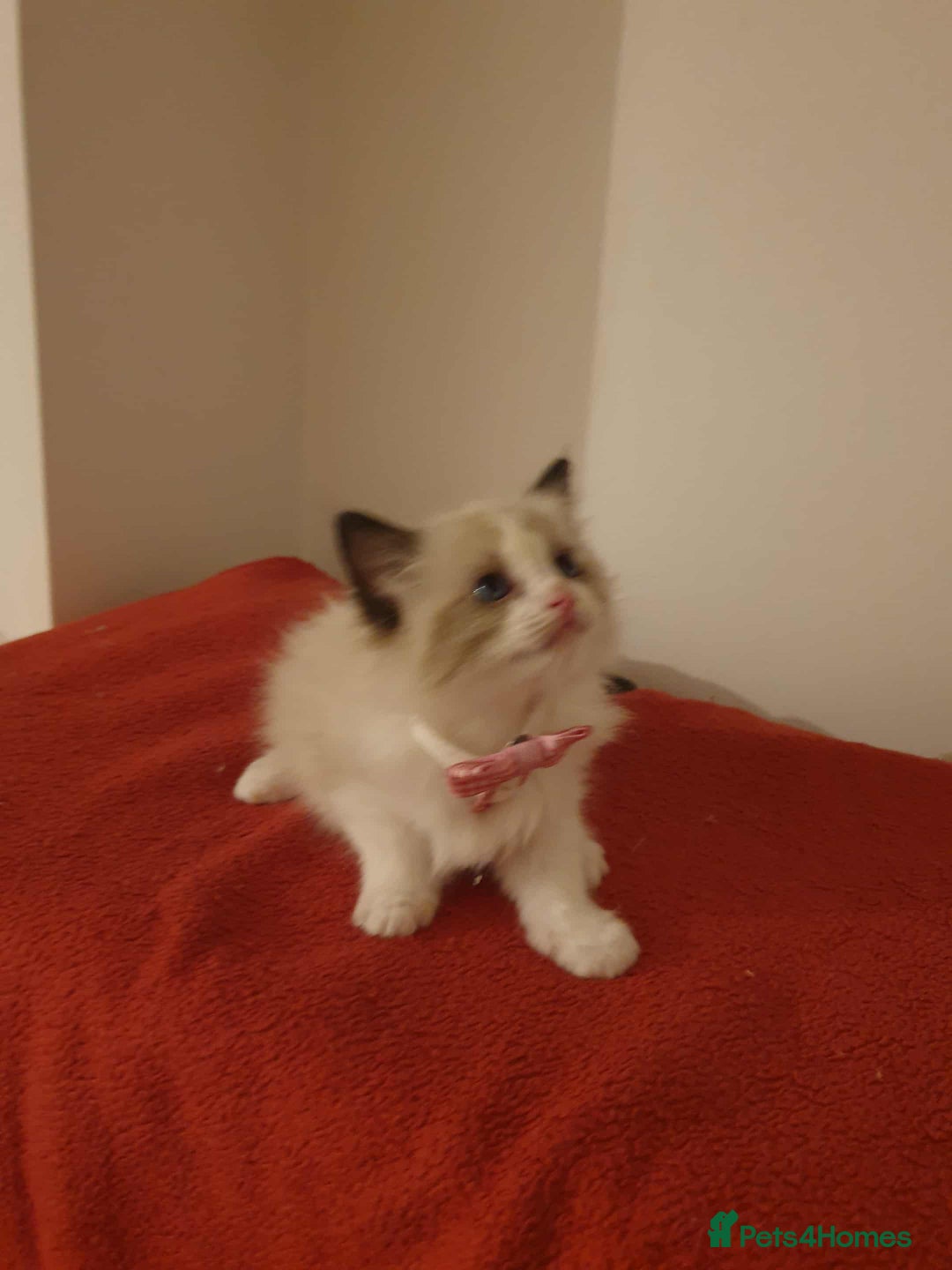 Ragdoll cats for sale: Ragdoll kittens  - Image 2