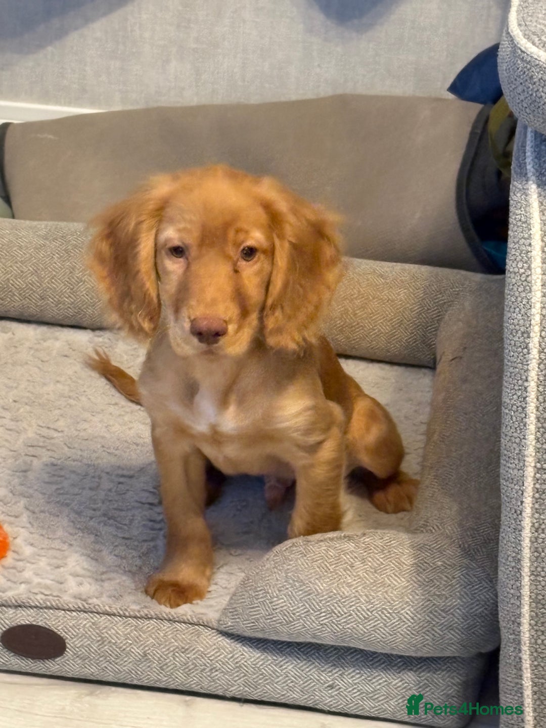 Cocker Spaniel dogs for sale: READY NOW FULLY VAX RED WORKING COCKER SPANIELS - Advert 5