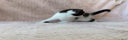 Mixed Breed cats for sale: Beautiful Kittens For Sale  - Advert 11