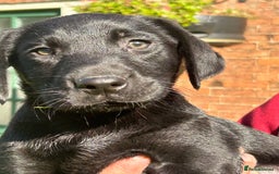 Labrador Retriever dogs for sale: Handsome Labrador Puppies - Image 4