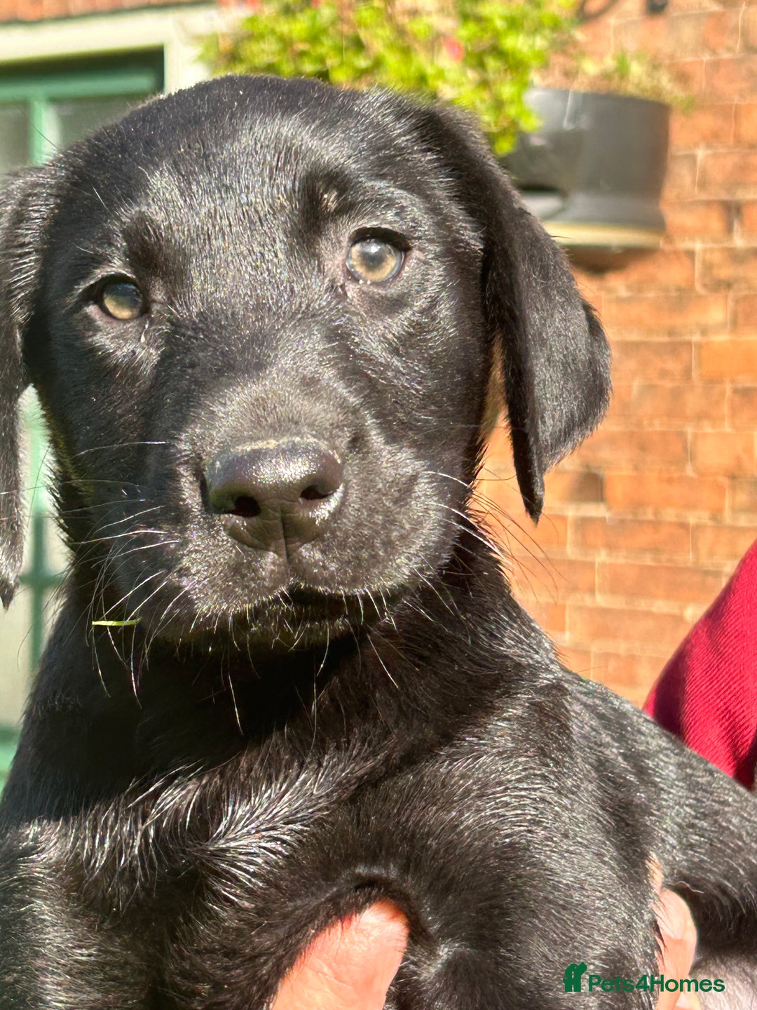 Labrador Retriever dogs for sale: Handsome Labrador Puppies - Image 4