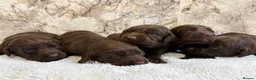 Cockerdor dogs for sale: Chunky Cockador puppies 🐶  - Advert 7