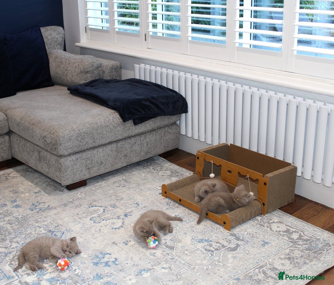 British Shorthair cats for sale: Gorgeous British Shorthair Kittens Teddy Bear Type - Advert 11