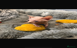 Sphynx cats for sale: Sphynx kittens for sale  - Image 4