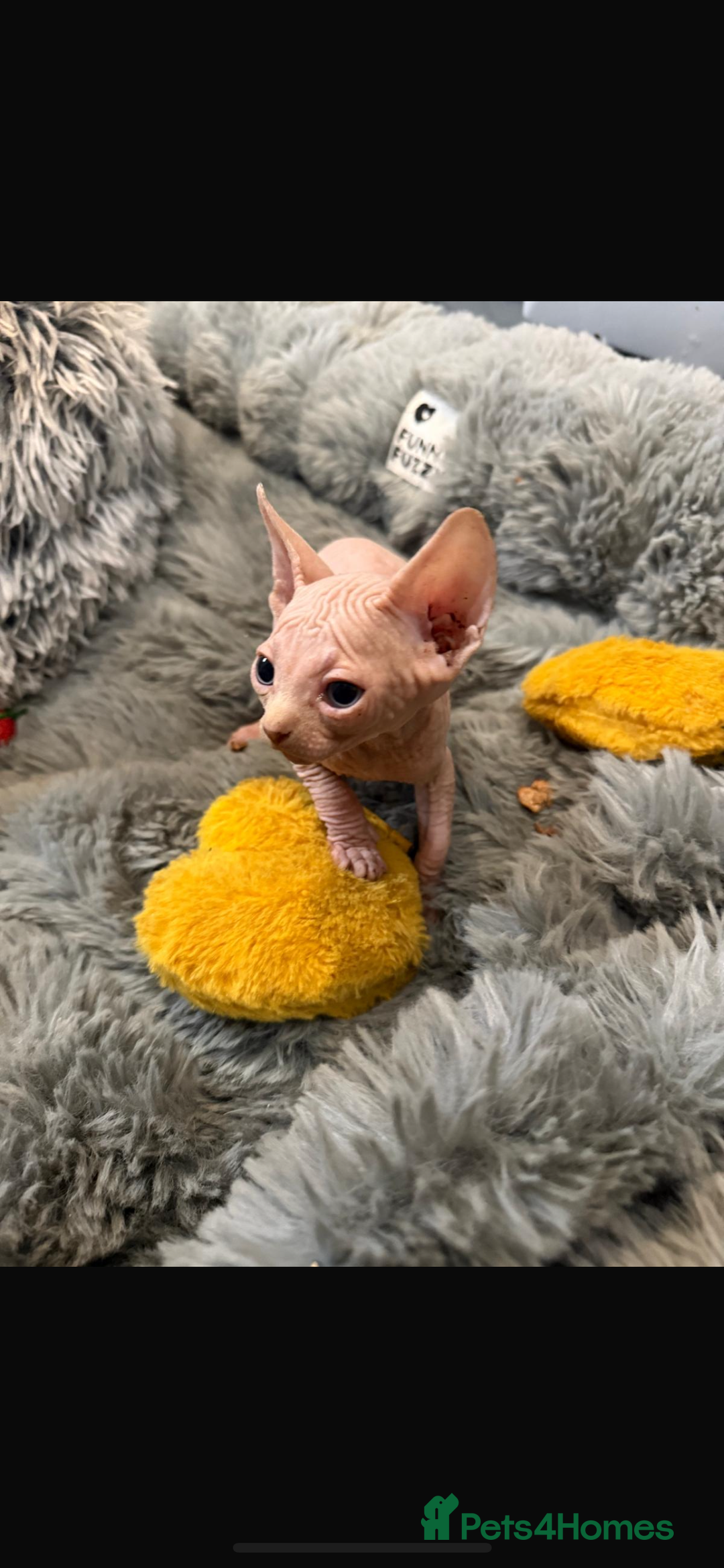 Sphynx cats for sale: Sphynx kittens for sale  - Image 4