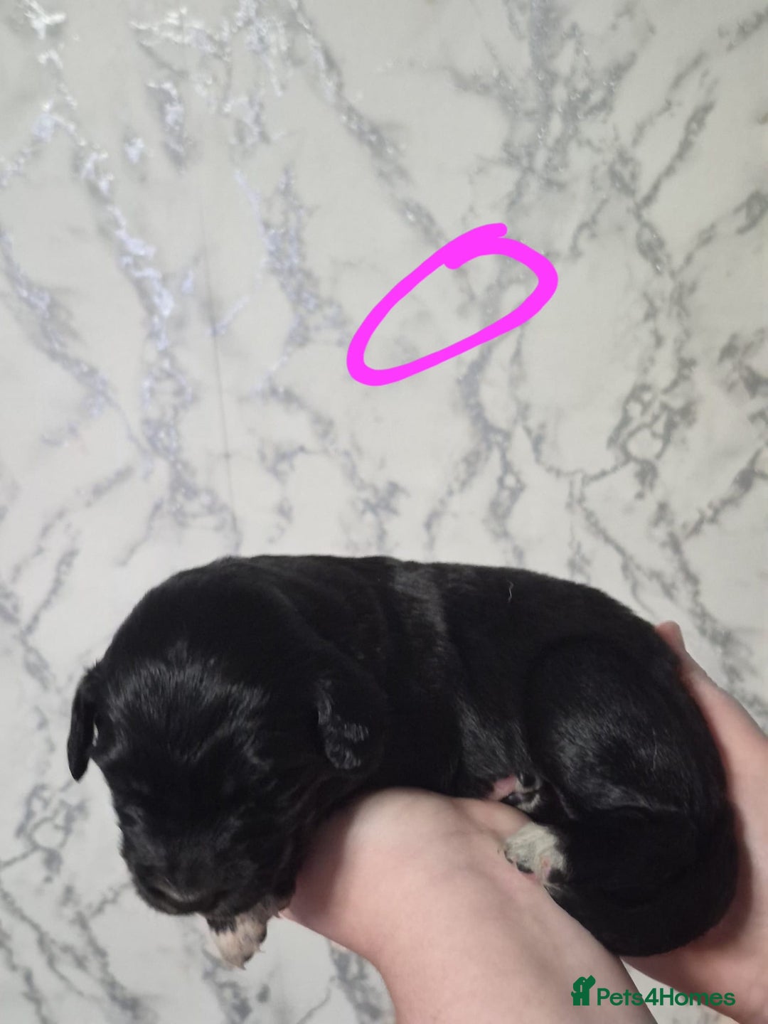 Mixed Breed dogs for sale: lab x collie springer  - Advert 5