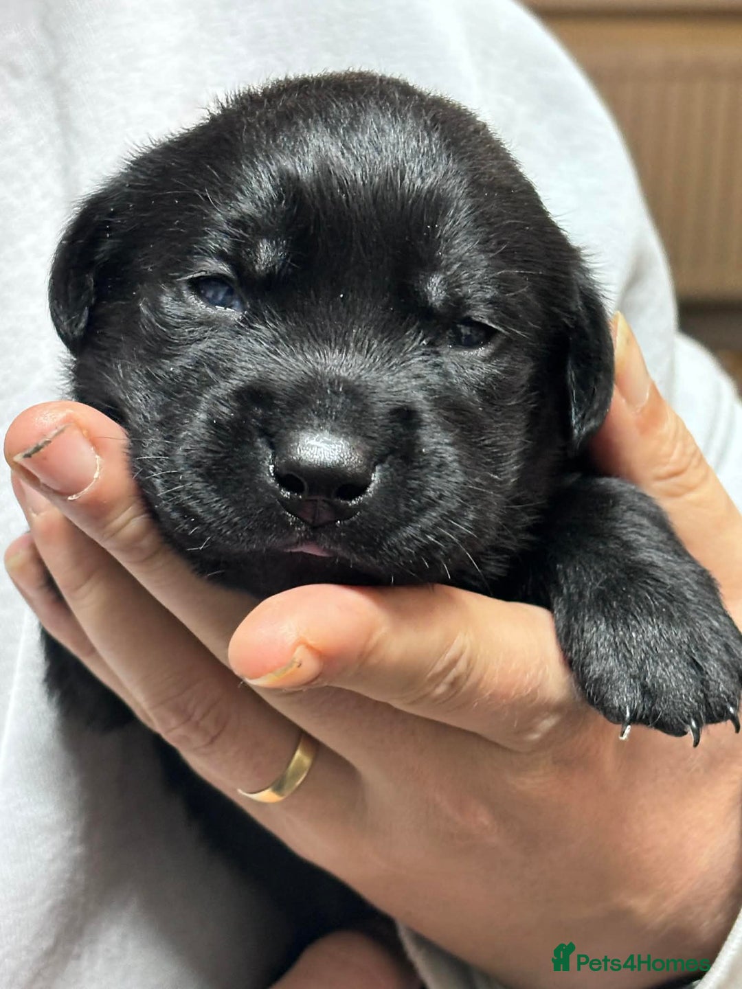 Labrador Retriever dogs for sale: Kc registered labrador  - Advert 14