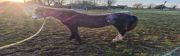 Welsh Section A horses for sale: Clover Welsh mountain pony/cob  in Boston - Advert 2