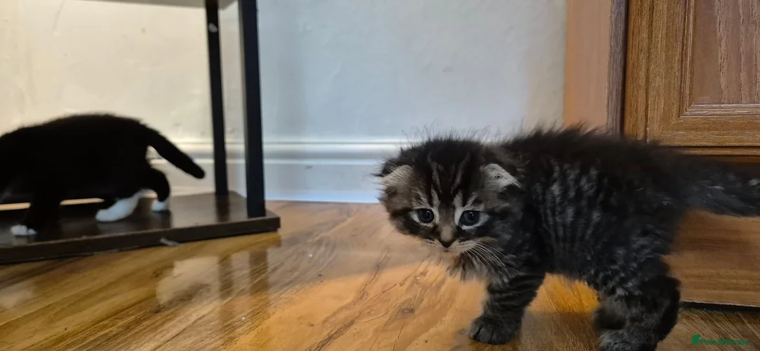 Mixed Breed cats for sale: Scottish gold kittens in Heathfield - Advert 1