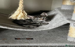 Domestic Shorthair cats for sale: 7 very adorable kittens ready now  - Image 16