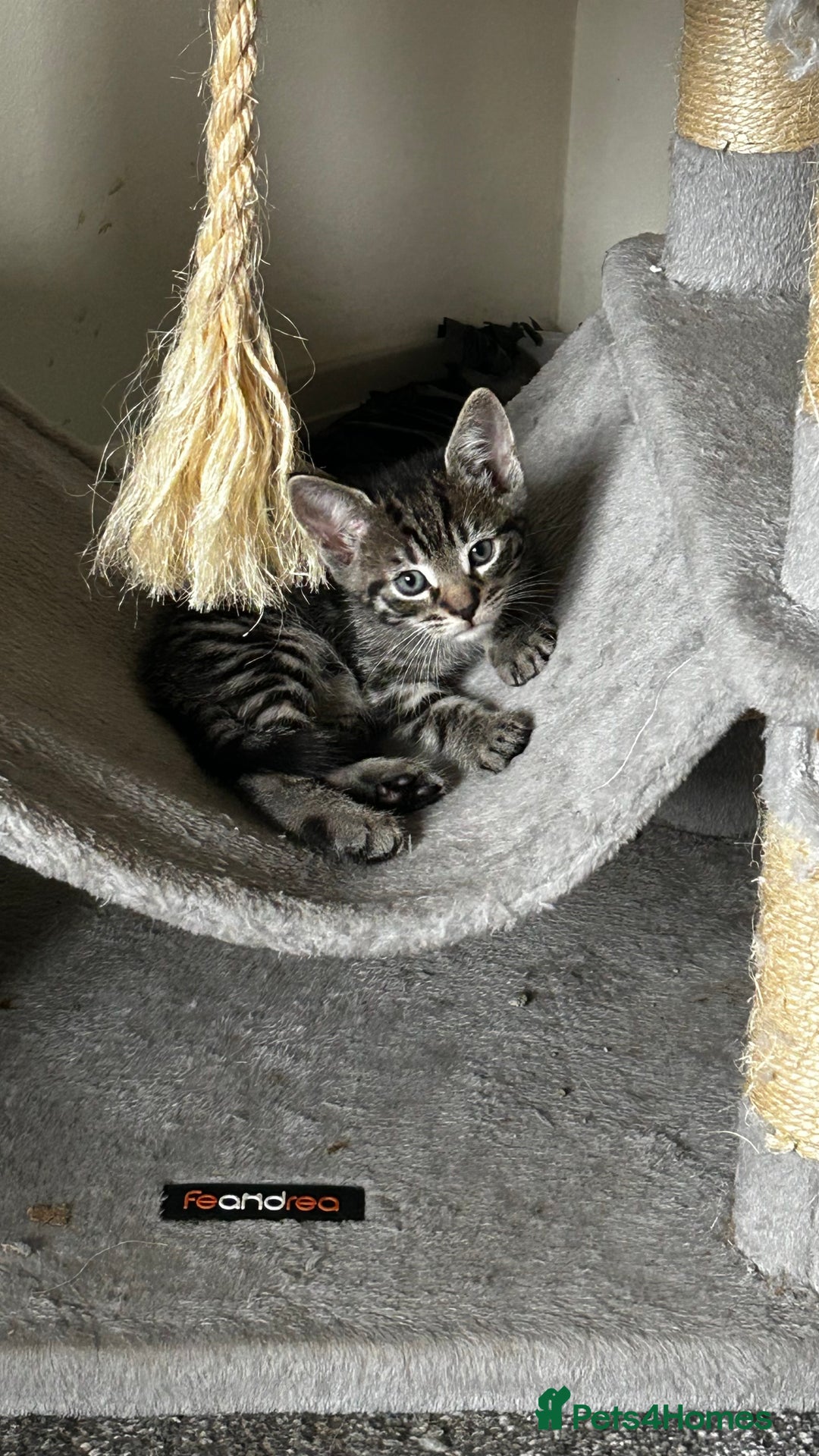 Domestic Shorthair cats for sale: 7 very adorable kittens ready now  - Image 16