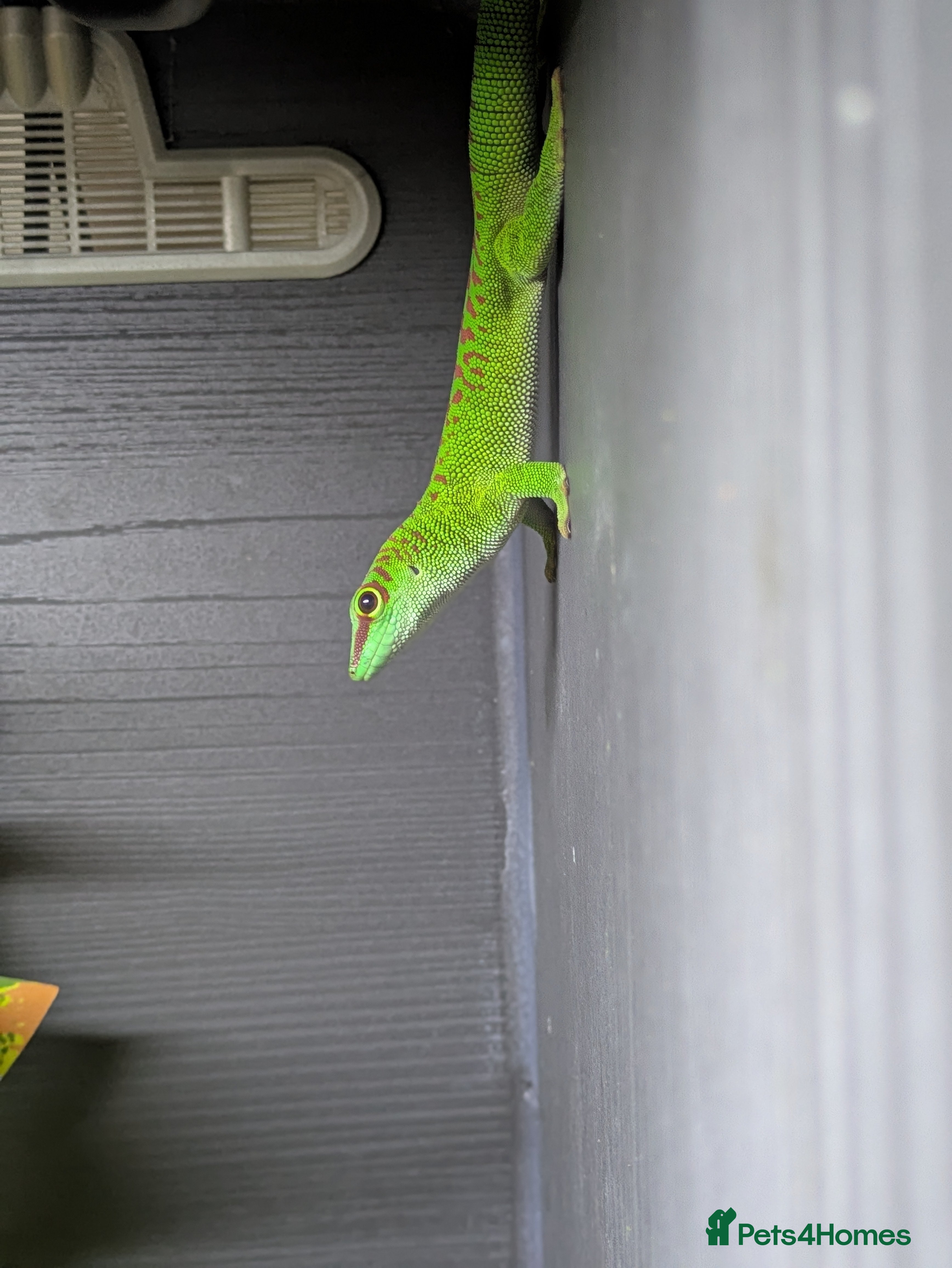 Gecko reptiles Giant crimson day gecko pair - Advert 3