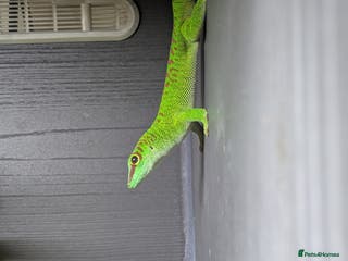 Gecko reptiles Giant crimson day gecko pair - Advert 3