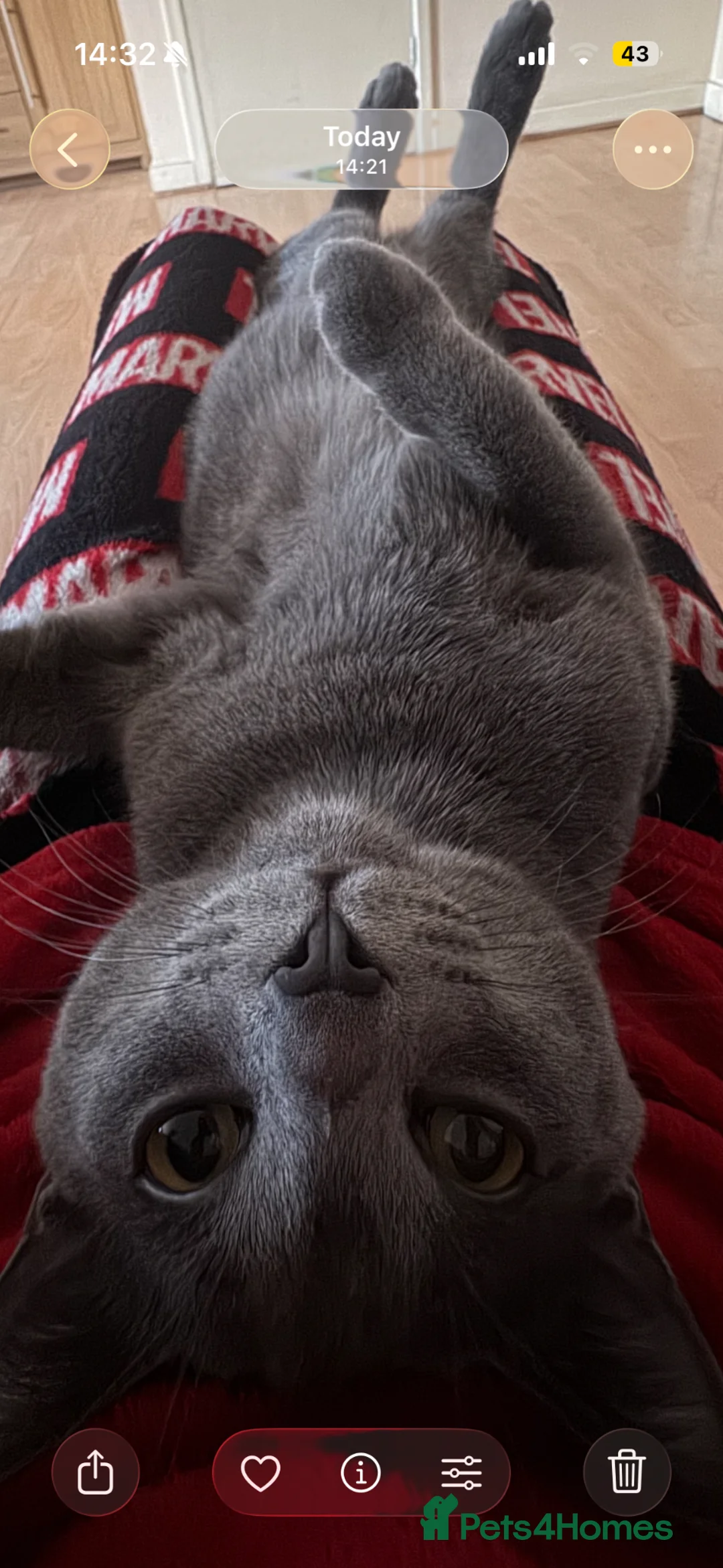 Chartreux cats for sale: Kittens for sale!! in Luton - Advert 2