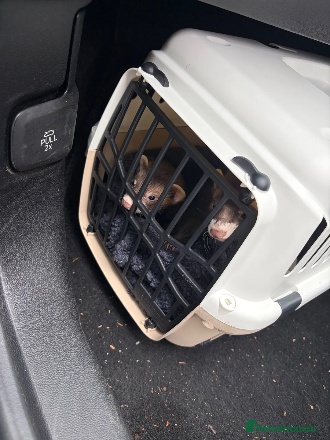 Ferret rodents for sale: X2 baby boys bonded ferrets  in Swindon - Advert 8