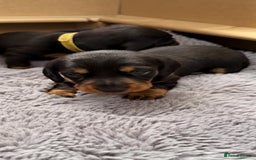 Miniature Dachshund dogs for sale: Beautiful Pedigree Miniature Dachshund Puppies - Image 15