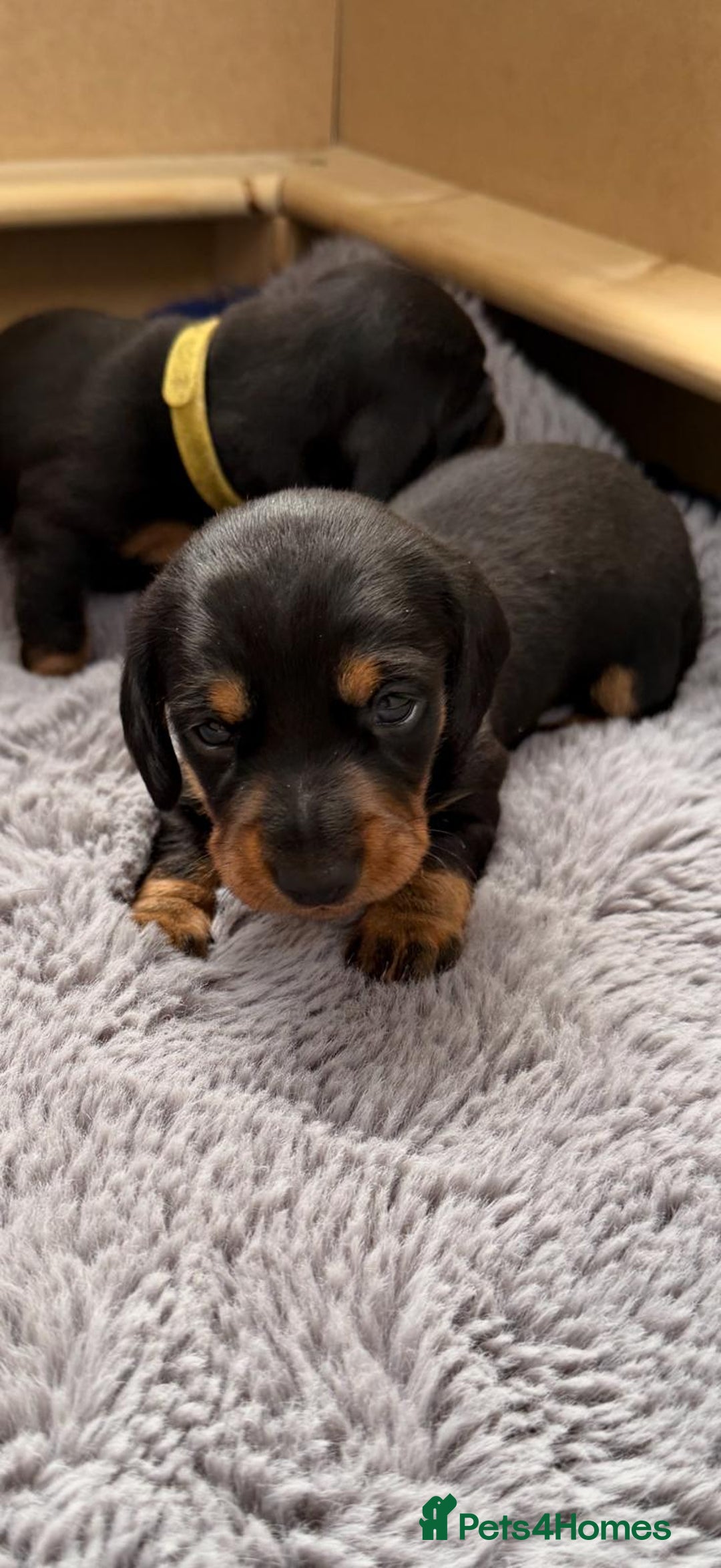 Miniature Dachshund dogs for sale: Beautiful Pedigree Miniature Dachshund Puppies - Image 15